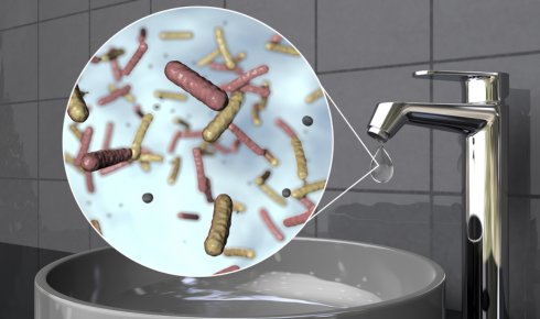 iron bacteria
